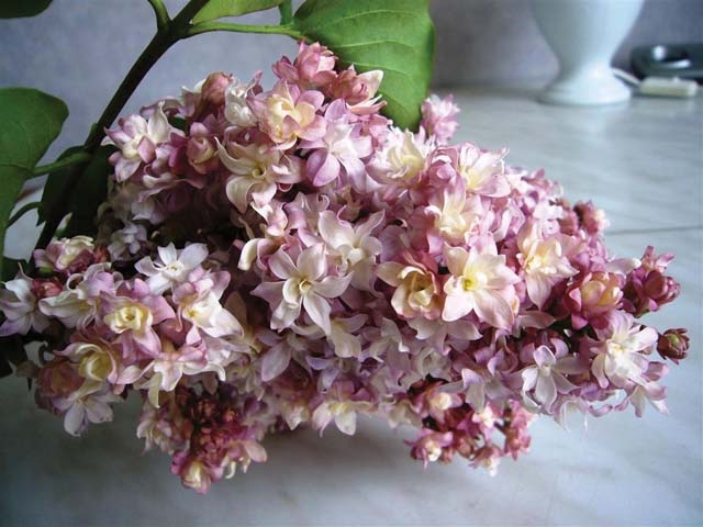 Новый сорт сирени назвали в честь Федерико Гарсиа Лорки Новый сорт сирени назвали в честь Федерико Гарсиа Лорки