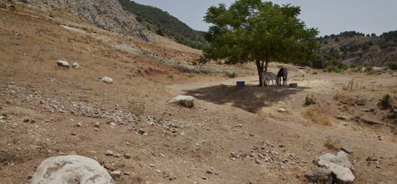 В Испании вновь ищут могилу поэта Гарсиа Лорки В Испании вновь ищут могилу поэта Гарсиа Лорки